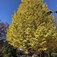 紅葉も美しいです。