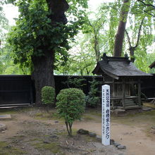 天然記念物のカシワ