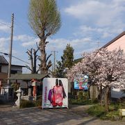 静桜が満開になるのに合わせて