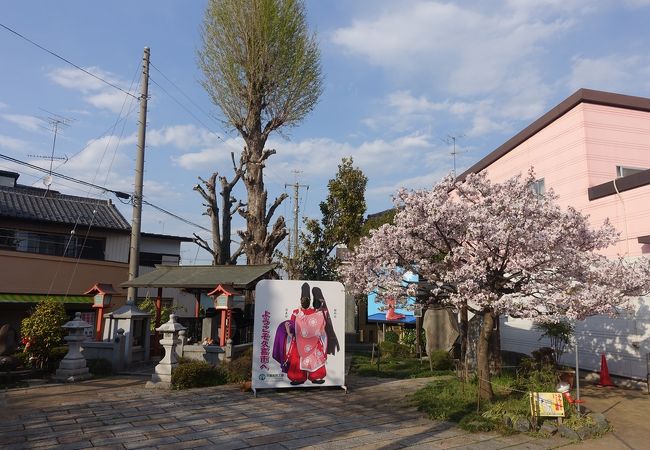 静桜が満開になるのに合わせて