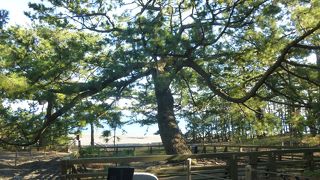 名前ほどの風情はないです