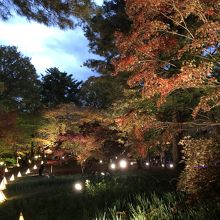 紅葉見ナイト行ってみました By ハシもん 国営武蔵丘陵森林公園のクチコミ フォートラベル 紅葉見ナイト行ってみました By ハシもん 国営武蔵丘陵森林公園のクチコミ フォートラベル