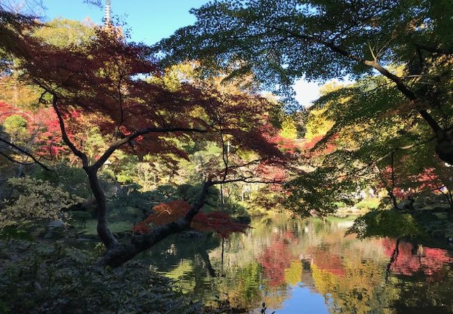 成田山公園紅葉まつり クチコミ アクセス 営業時間 成田 フォートラベル