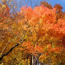 …湖へと下りて行く道筋では、秋真っ盛りの紅葉が楽しめました。