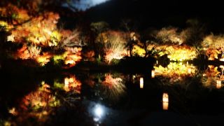 もみじまつり、ライトアップもやってます ♪