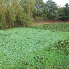 &#27304;仔林&#22500;濕地公園、水草がいっぱい