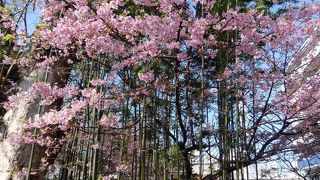 八幡神社（はちまんじんじゃ）その２　見頃の桜　狩野川沿いの散歩道　狩りをする海鵜