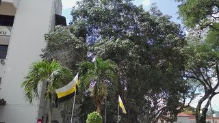 最古のゴムの木