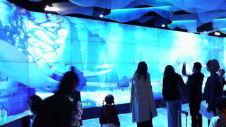 気軽にスキューバ気分「マナティーと光のアクアリウム」