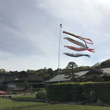 後楽園の鯉のぼり