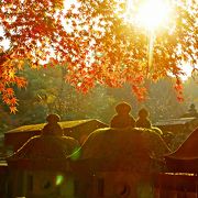 焔のモミジ2018 ☆新座市の平林寺　見頃を迎えました♪