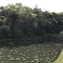 花葉の池の景色