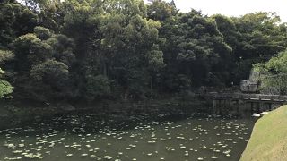 蓮の葉が風情あります