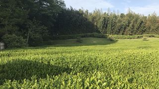 5月の茶摘み祭りが見たかった