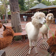 園内の風景、動物園