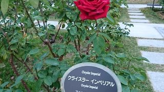 都会のオアシス バラ園