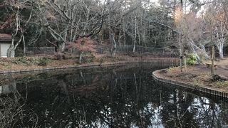 紅葉が終わると寂しいものでした。