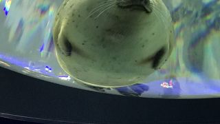 アザラシの撮影スポット