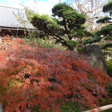 境内の木々の紅葉