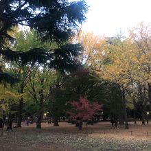 新緑樹と落葉樹が共生している公園内の林