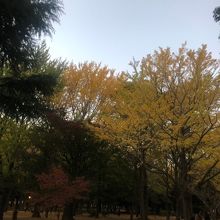 真黄色に色づいた銀杏の木