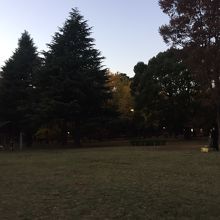 クリスマスツリーの様な木