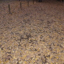 敷き詰められた銀杏の落ち葉