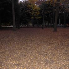 辺り一面銀杏の葉絨毯です