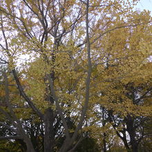 綺麗に色づいた銀杏の木々