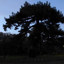 とても立派な松の木