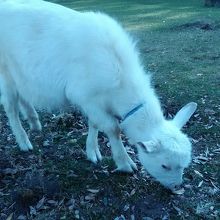 外で放し飼いになっていた子山羊