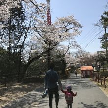 沢山の桜が咲いています。