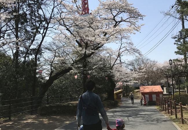 八幡山公園のお花見 クチコミ アクセス 営業時間 宇都宮 フォートラベル