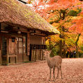 奈良の紅葉を見るなら絶対に此処。