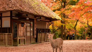 奈良の紅葉を見るなら絶対に此処。