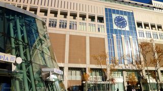 若い木々が黄紅葉の広場