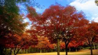 横浜とは思えない自然