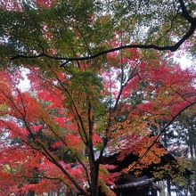 境内の綺麗に染まった紅葉