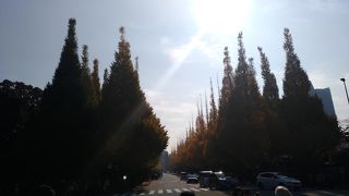 いちょうの季節！