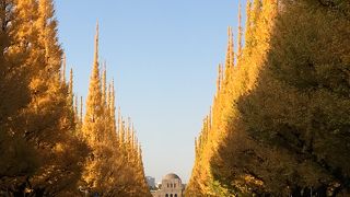 神宮外苑前のいちょう並木通り