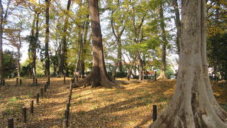 どんぐり山の森緑地