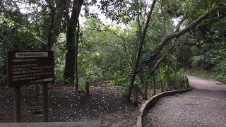 健康に良さそうな自然遊歩道