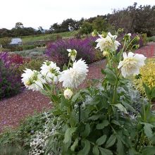 白い花のダリアです。ダリアはまだまだ元気のようです。