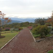 白い花のダリアです。ダリアはまだまだ元気のようです。