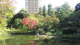 池の畔の紅葉が鮮やかでした。