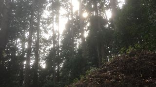 普通の杉林