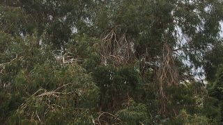 被爆しても生き残ってます