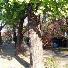 きもたくさん！