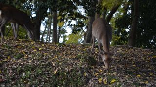 奈良の鹿は、春日大社のお遣わし