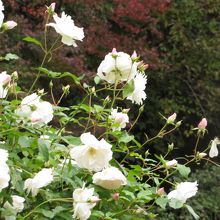 秋バラが咲いていました